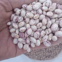 لوبیا چیتی و قرمز و تخمه کدو از مزرعه حذف واسطه|خوردنی و آشامیدنی|شیراز, آزادی|دیوار