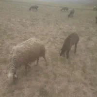 سلام دو تا گوسفند بفرش میرسد