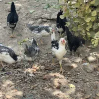 نمچه خروس گلین ۱۵ عدد