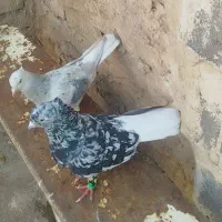 کبوتر عتیقه یک جفت دم سفید الماسی با لیمویی