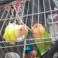 یک جفت کوتوله برزیلی نژاد صورت هلویی قیمت ۱۶۰۰۰۰۰|پرنده|شیراز, دودمان|دیوار