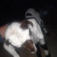 بزغاله شیرخوار نر