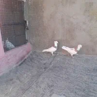 کبوتر|پرنده|ابهر, |دیوار