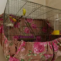 قناری پرتقالی ابلغ قواره داررنگ طبیعی|پرنده|صباشهر, |دیوار