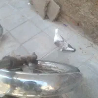 سلام کبوترپشت طاووسی پاپر