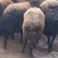 گوسفند فروش 40راس میش بره دار جوان