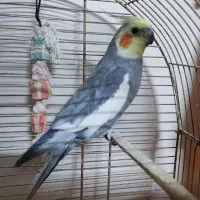 عروس هلندی نر سخن گو ۲.۵ ساله