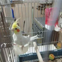 عروس هلندی|پرنده|صدرا-فارس, فاز ۱|دیوار