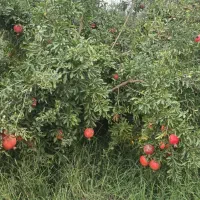 به یک باغبان کار بلند نیازمندیم