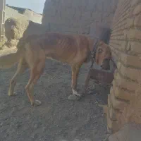 سگ گله|سگ|سبزوار, رباط|دیوار