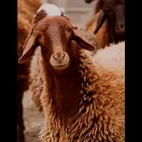 دام زنده شیشک نزاییده و بزغاله درجه یک پرواری