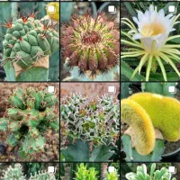 انواع و اقسام کاکتوس های گلدار و پیوندی|گل و گیاه طبیعی|رشت, خرسندی|دیوار