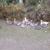 ۷ تا غاز سالم|حیوانات مزرعه|شاندرمن, |دیوار