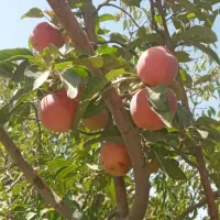 باغ ویلا  گلمکان ۵۰۰ متر دور دیوار  مسکونی