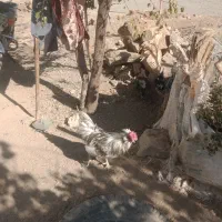 مرغ گلین|حیوانات مزرعه|قروه, |دیوار