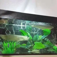 تانک آکواریوم|ماهی|دشتابی, |دیوار