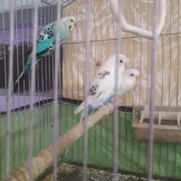 مرغ عشق اماده اماده|پرنده|دوگنبدان, |دیوار