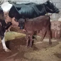 گاوگوساله نر جنس اصل