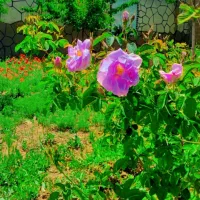 خانه ویلایی آماده سند ملک متراژ ۸۰۰متر درختان۸ساله