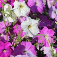 نشا گلهای فصلی رسید|گل و گیاه طبیعی|رامشیر, |دیوار