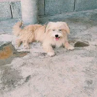 سگ خونگی|سگ|خورموج, |دیوار