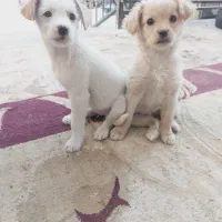 دوتوله حناوبرفی|سگ|گلپایگان, |دیوار