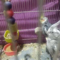 عروس هلندی جفت کاداده