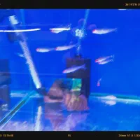 انواع تتراها و ماهیان پلنت با قیمت ویژه گرید بالا|ماهی|مشهد, فاطمیه|دیوار