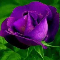 طلا ۳۰۰ بالای تابلو