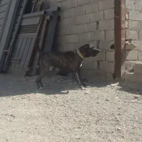 سگ افغان نگهبان|سگ|تهران, شهرک دریا|دیوار