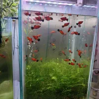 آکواریوم و ماهی و گیاه