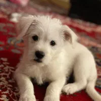 فروش فوری سگ پامر  اشپیتز  ۲رگه