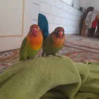 کوتوله و فنج