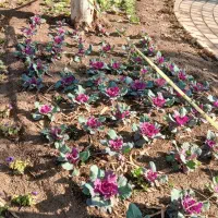 خدمات باغبانی  شخم زنی هرس کاشت گل گیاه