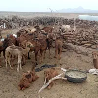 بلبون نر|حیوانات مزرعه|خوسف, |دیوار