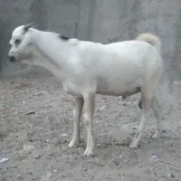 نری سومال با کهره ماده|حیوانات مزرعه|بندرعباس, |دیوار