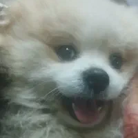 پامر نر وارداتی خرسی اصل