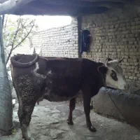 گاو سیمینتال همراه گوساله|حیوانات مزرعه|بروجرد, |دیوار