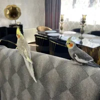 عروس هلندی جفت مولد درجه یک