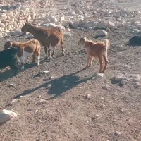 بز وبزغاله|حیوانات مزرعه|خرمآباد, |دیوار