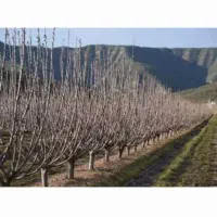 هرس کاری باغ ویلا وانواع درختان وفروش بهترین نهال