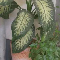 فروش گل دیفن قیمت ۸۰۰هزار