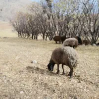 بره قوچ سبز اینده دار|حیوانات مزرعه|نجفآباد, یزدانشهر|دیوار