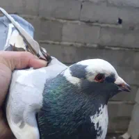 ۱۶ عدد کبوتر پرشی|پرنده|لشت نشا, |دیوار