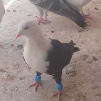 ۱۲عدد کبوتر بوم پرشی