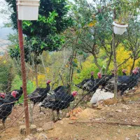 بوقلمون نر جوان