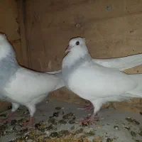 یه جفت جوجه کفتر طوقی آبی دونخوره جیر کبوتر