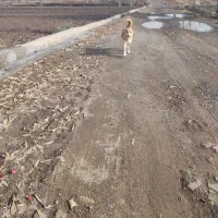 سگ پاکوتا|سگ|تبریز, |دیوار