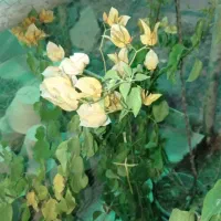 گل کاغذی خوزستان