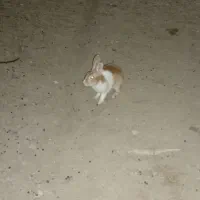 خرگوش